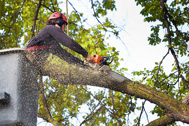 Best Tree Removal Contractors  in West Columbia, TX